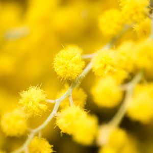 Meet your Posher, Sonia